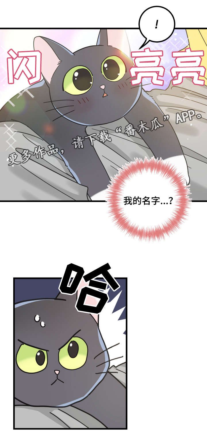 第42章：臭猫