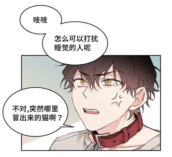 第25章：新的猫咪