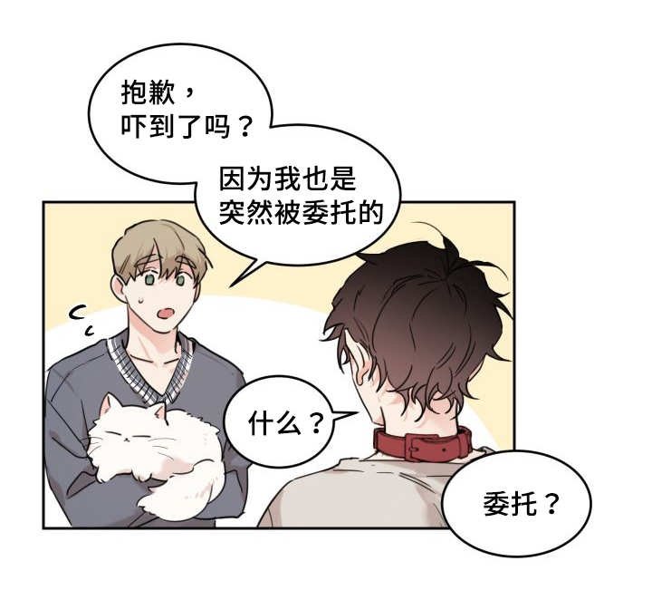 第25章：新的猫咪
