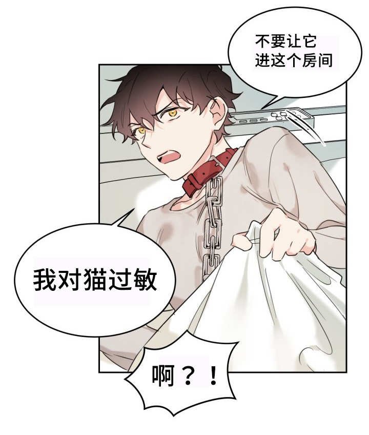 第25章：新的猫咪
