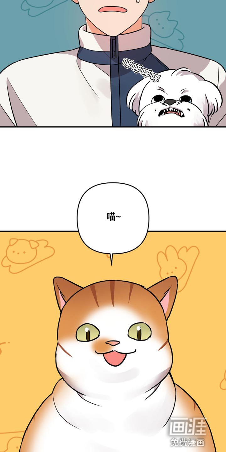第157章：【第二季】宠物店的猫