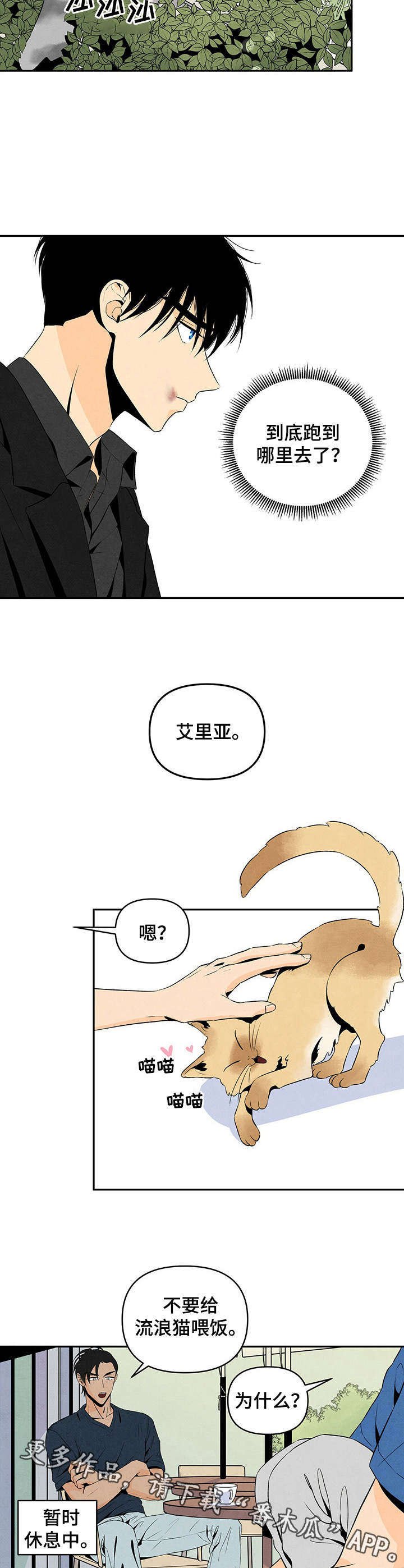 第11章：野猫