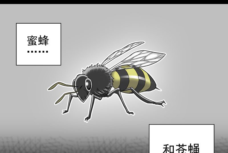 第3章：蜂女上