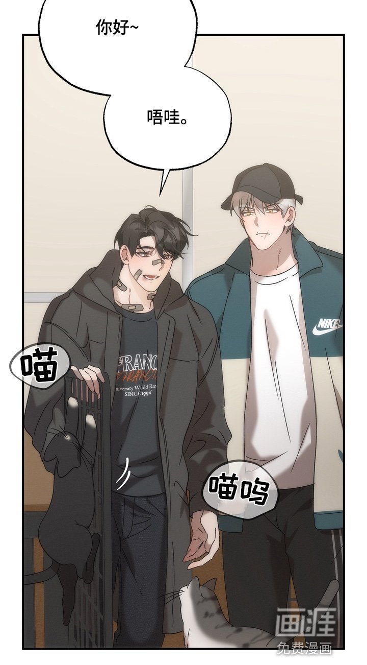 第27章：小猫