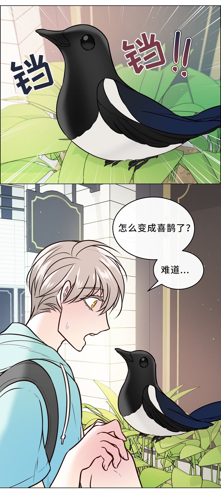 第41章：喜鹊的秘密