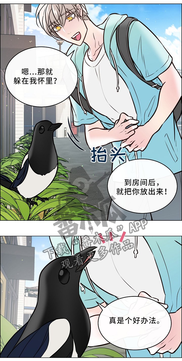 第41章：喜鹊的秘密