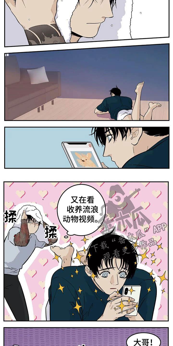 第69章：流浪动物