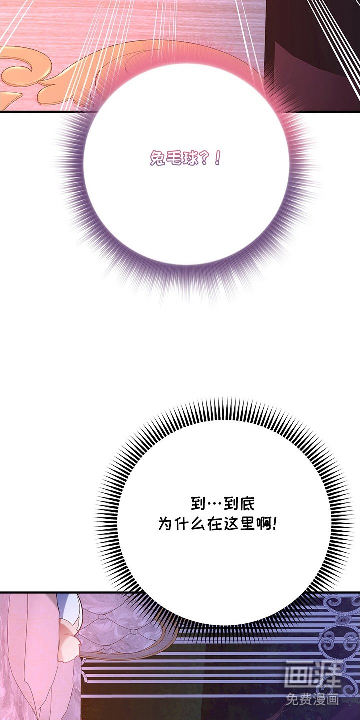 第4章：兔毛球
