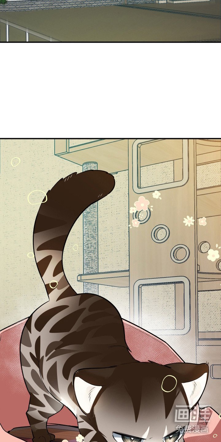 第1章：野猫兽人