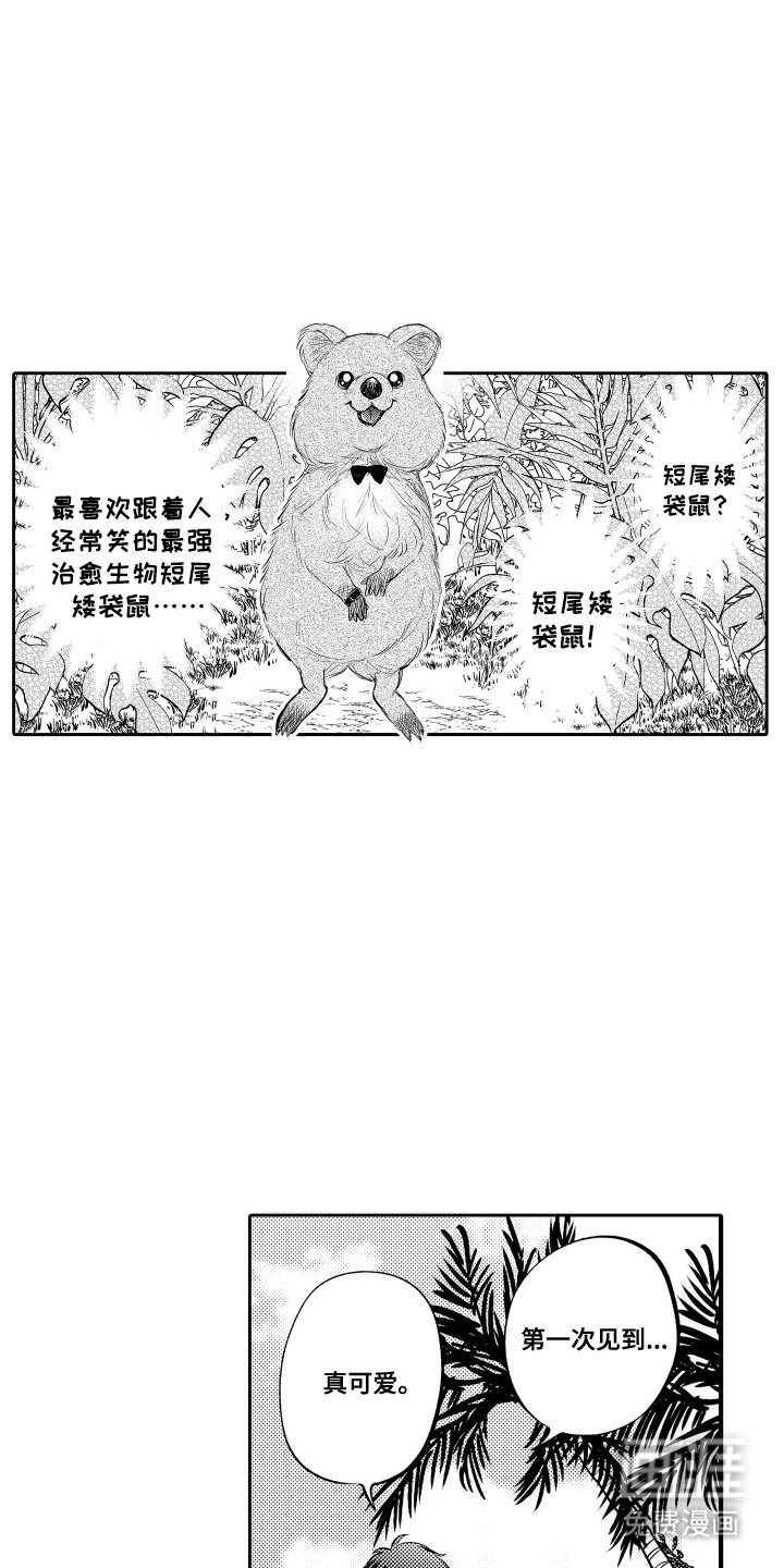 第1章：短尾矮袋鼠