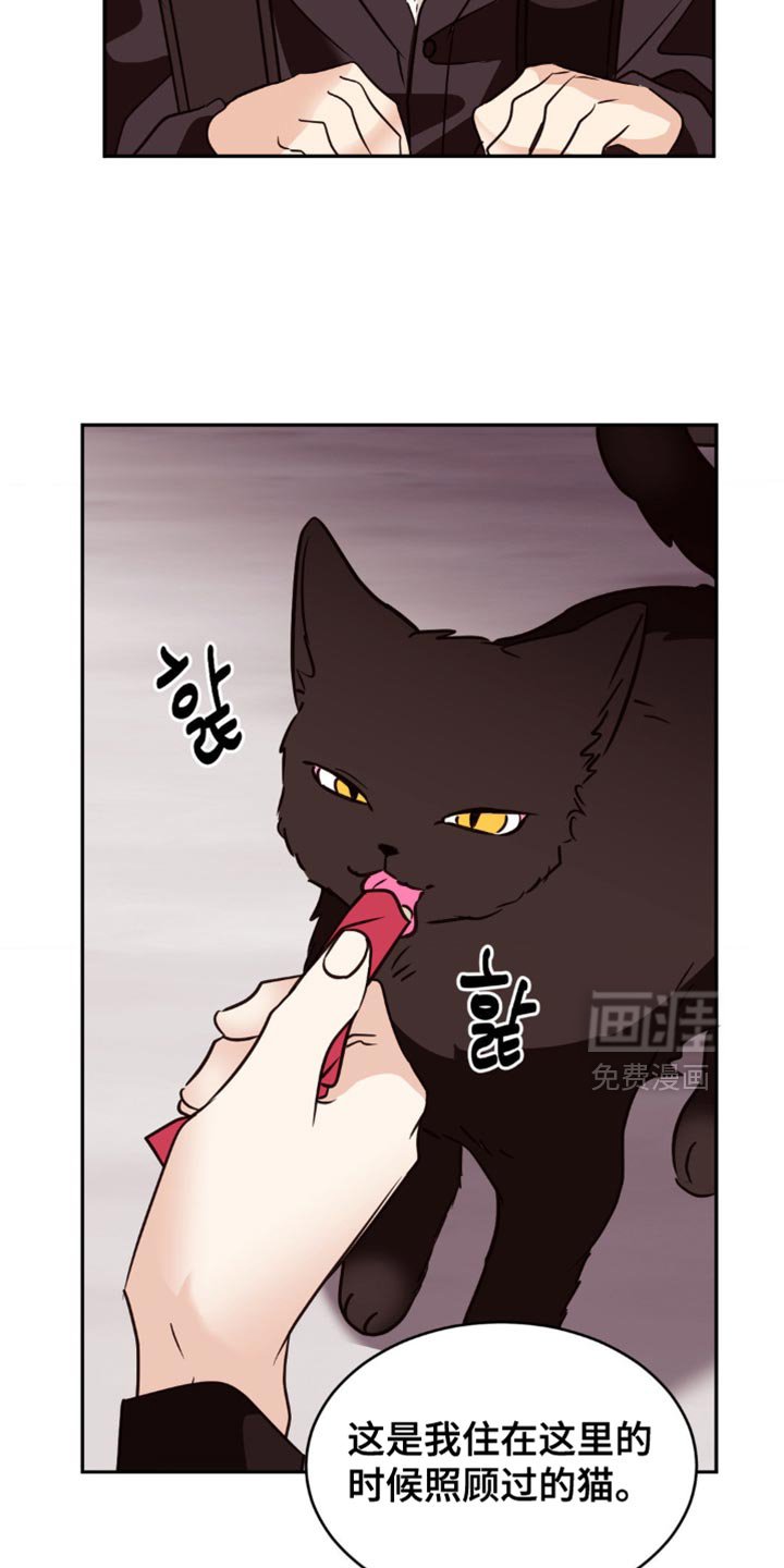 第46章：去我家看猫