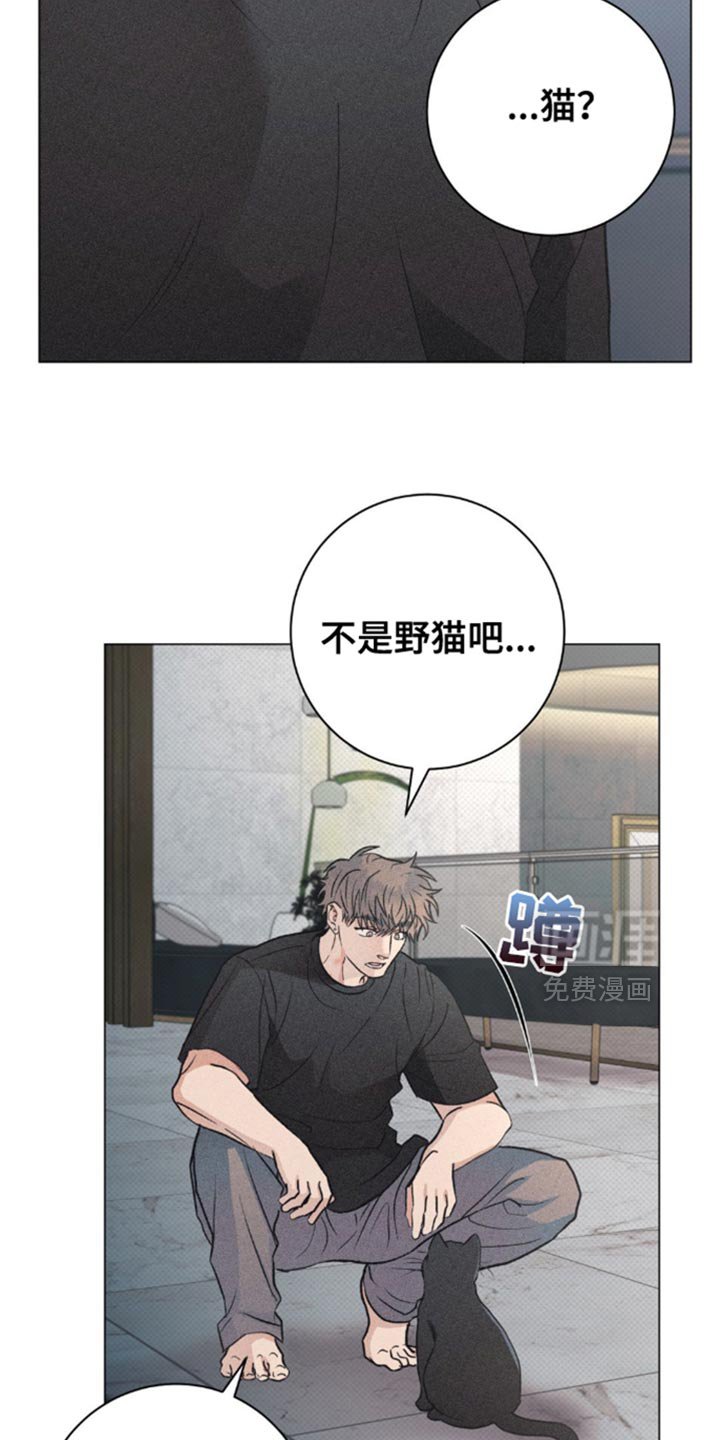 第28章：小猫咪