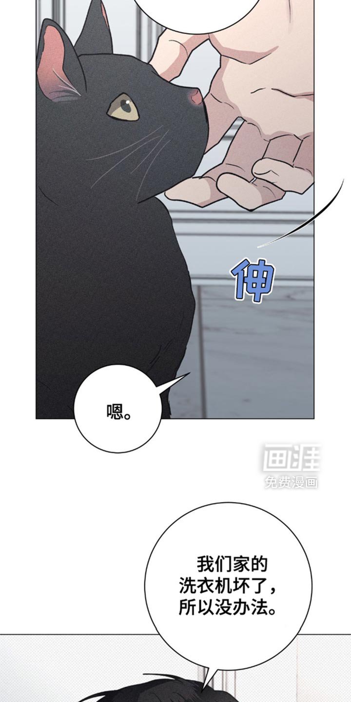 第28章：小猫咪
