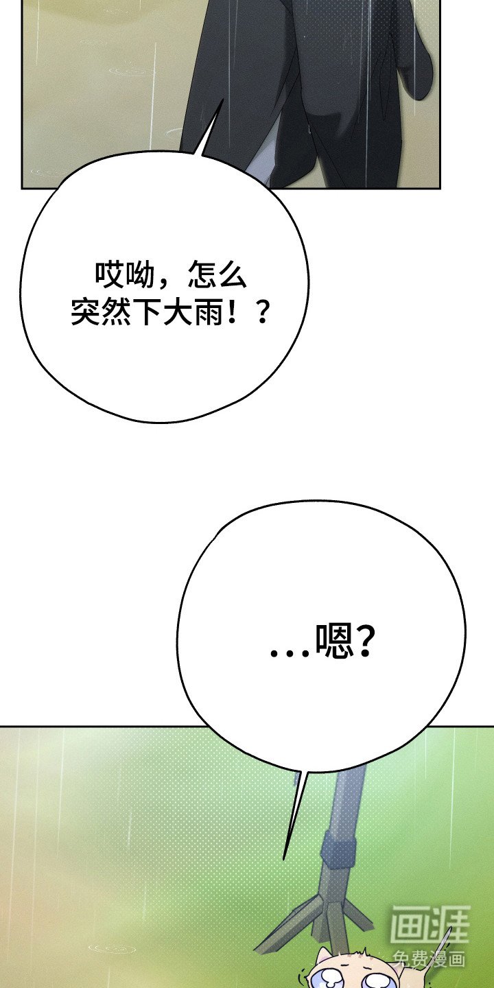 第12章：猫咪