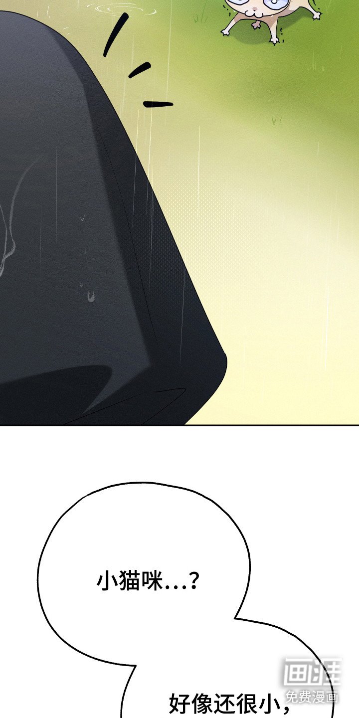 第12章：猫咪
