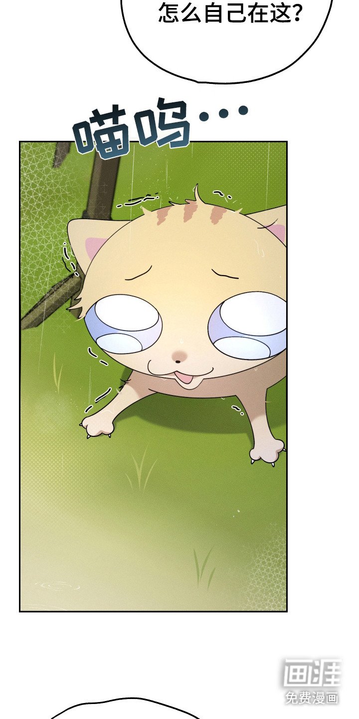 第12章：猫咪