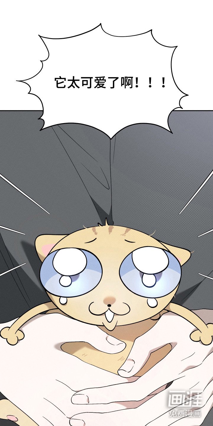 第12章：猫咪